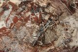 Beautiful, Petrified Wood (Araucaria) Round - Madagascar #265369-1